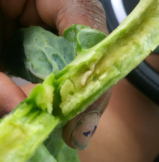 Collard stem with cabbage maggot edited